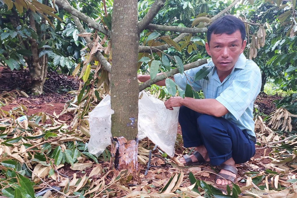 Vườn sầu riêng nhà bí thư xã bị chặt phá trong đêm - 1 Vườn sầu riêng nhà bí thư xã bị chặt phá trong đêm - 1