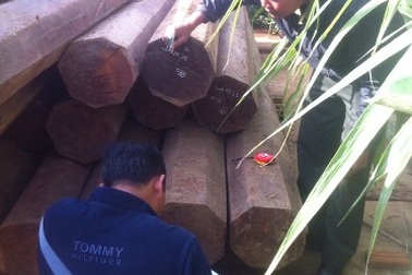 Dân tố cáo nguyên Phó bí thư huyện ủy chứa gỗ lậu