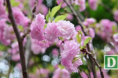 Ngắm hàng vạn cành hoa anh đào khoe sắc bên hồ Gươm