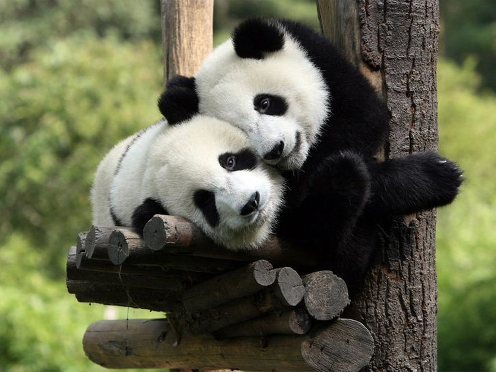 The love of a pair of pandas.