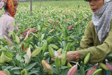 Hà Nội: Hoa ly nở đỏ đồng, bán giá "bèo" 4.000 đồng/cành