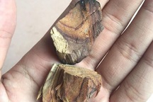 15 năm buôn gỗ sưa vẫn bị lừa mất trắng cả tỷ bạc