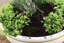 Nhổ trộm hoa nơi công cộng có thể dính án tù!