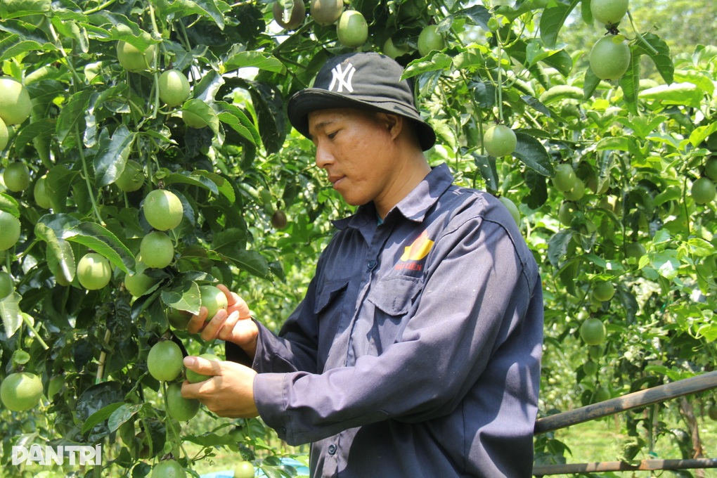 Lãi ngon được một mùa, chanh dây lại rớt giá, người trồng lo đứng lo ngồi - 2 Lãi ngon được một mùa, chanh dây lại rớt giá, người trồng lo đứng lo ngồi - 2