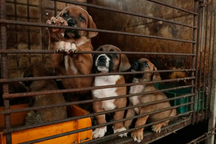 Hàn Quốc cân nhắc cấm ăn thịt chó