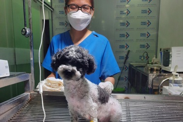 Thú cưng lâm bệnh, nhiều ông chủ hay "sen"... chạy trốn