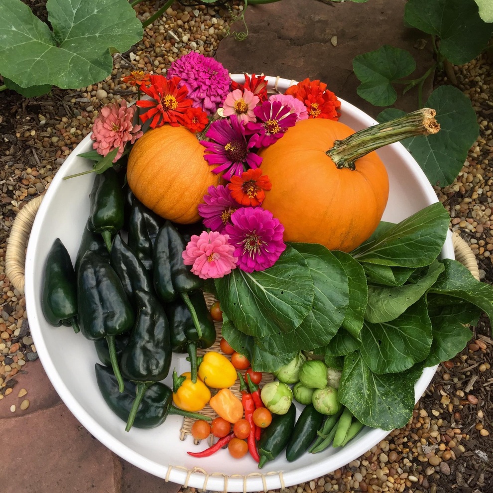 Vườn rau sạch đủ loại hái không xuể, mẹ đảm chia cho cả hàng xóm - 7