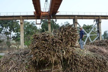 Doanh nghiệp mía đường đang là "con nợ" của người trồng mía