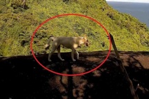 Thực hư loài "khỉ trắng" xuất hiện trên núi Ma Thiên Lãnh