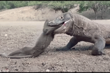 "Lạnh gáy" cảnh rồng Komodo háu đói nuốt sống cả con khỉ