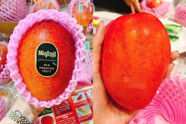 Xoài ruby Nhật giá 1,3 triệu/quả, nhà giàu Việt “đấu giá” ăn chơi