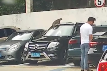 Cười nghiêng ngả với chú mèo hậu đậu nhưng… kiên trì