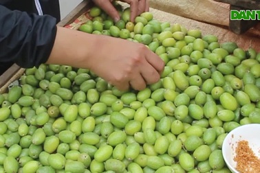 Kiếm tiền triệu mỗi ngày nhờ bán nhót xanh