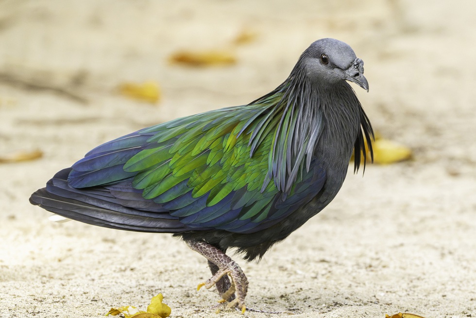 Loài chim bồ câu tuyệt đẹp, được pháp luật Việt Nam bảo vệ nghiêm ngặt - 3 Loài chim bồ câu tuyệt đẹp, được pháp luật Việt Nam bảo vệ nghiêm ngặt - 3