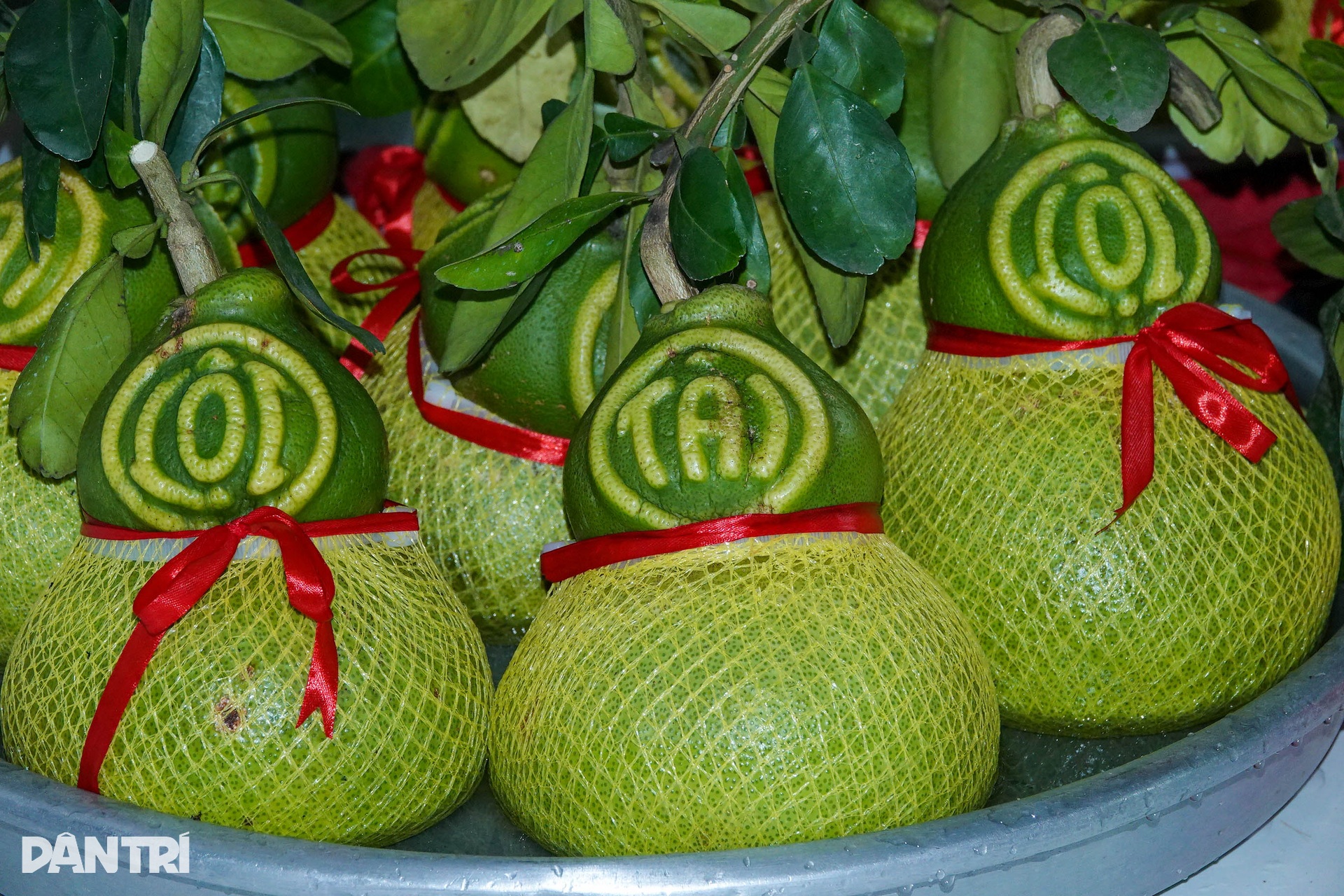 Xoài linh vật rắn, bưởi tài lộc, giá bán cao gấp chục lần vẫn cháy hàng - 1 Xoài linh vật rắn, bưởi tài lộc, giá bán cao gấp chục lần vẫn cháy hàng - 1