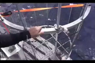 Người mẫu bị cá mập tấn công khi chụp hình cùng cá mập