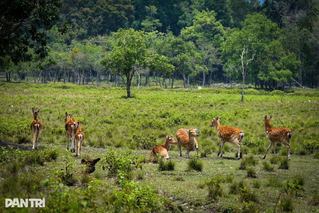 Đàn hươu sao quý hiếm sinh sôi trong khu cứu hộ bán hoang dã ở Gia Lai - 1 Đàn hươu sao quý hiếm sinh sôi trong khu cứu hộ bán hoang dã ở Gia Lai - 1