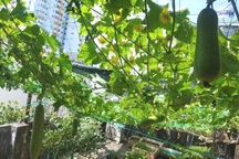 Khu vườn "phủ xanh" từ ban công đến "nóc nhà" của mẹ đảm Sài Gòn