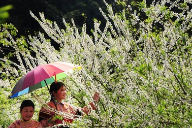 Đẹp tinh khôi cao nguyên trắng Bắc Hà