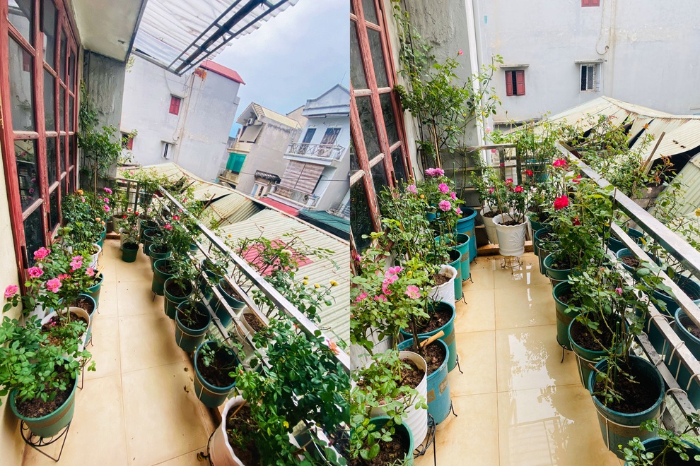 Nữ nhân viên văn phòng cơi nới ban công, làm vườn hồng hơn 30 giống - 1 Nữ nhân viên văn phòng cơi nới ban công, làm vườn hồng hơn 30 giống - 1