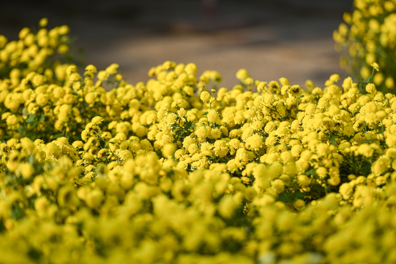 Chiêm ngưỡng ngôi nhà cúc chi đẹp mê mẩn ở Hà Nội - 11