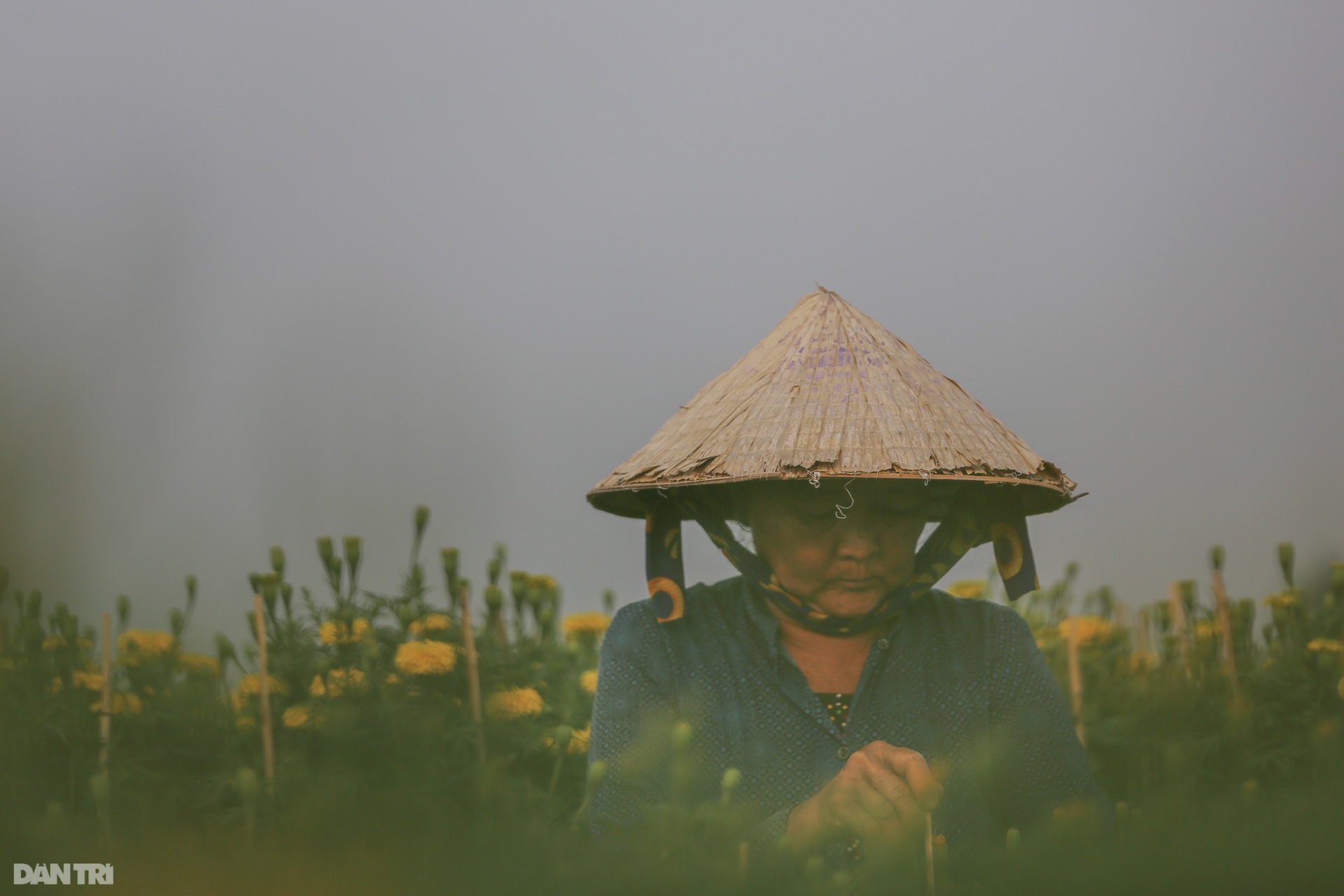 Làng hoa lớn nhất miền Tây vào vụ Tết - 6