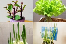 “Tuyệt chiêu” trang trí nhà cực đẹp với khoai lang, mùng tơi, mạ non