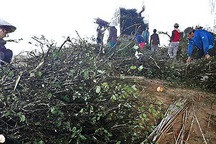 Gom mua cá lìm kìm gai, vơ vét cả cây dại: Bí mật của thương lái Trung Quốc