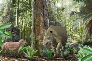 47 triệu năm trước những con ngựa có kích thước chỉ bằng một con chó