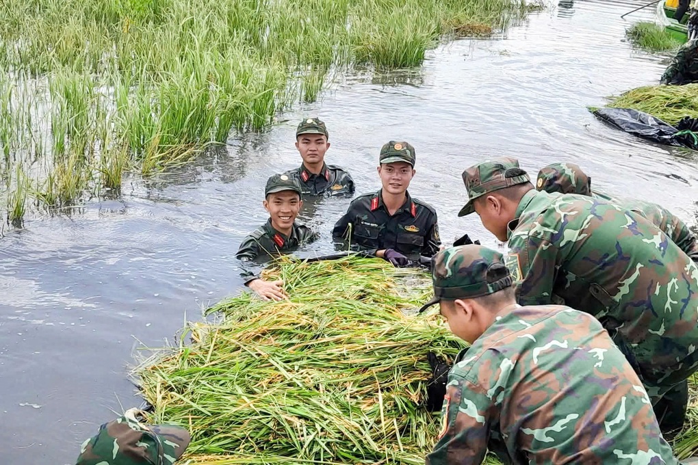 Hơn 100 cán bộ, chiến sĩ giúp người dân thu hoạch lúa “chạy lũ” ở Tây Ninh - 2 Hơn 100 cán bộ, chiến sĩ giúp người dân thu hoạch lúa “chạy lũ” ở Tây Ninh - 2