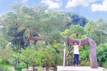 Người đàn ông Hải Dương sở hữu cây thông quý, được trả cả tỷ đồng không bán