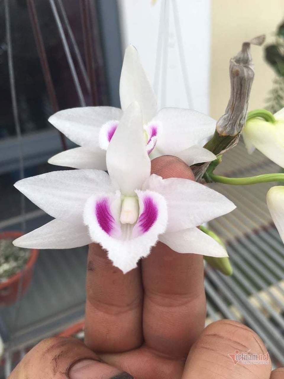 Nhiều nạn nhân của lan đột biến phải nhờ anh em xã hội giải cứu - 1 Nhiều nạn nhân của lan đột biến phải nhờ anh em xã hội giải cứu - 1