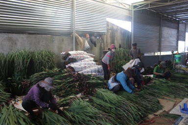 Hoa lay ơn rớt giá, nhà vườn lao đao lo "mất Tết"