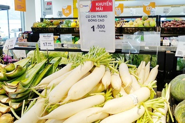 Hệ thống siêu thị Qmart thu mua củ cải trắng hỗ trợ nông dân