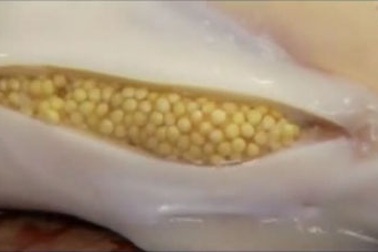 Gần 1,8 tỷ đồng cho 1 kg trứng cá tầm trắng muối 