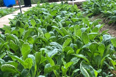 Hơn 30 nghìn học sinh được tiếp cận dinh dưỡng học đường