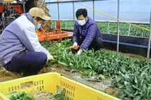 Người lao động kể chuyện đi nước ngoài tích lũy 3 năm hơn nửa tỷ đồng