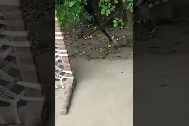 Cầy mangut "hạ gục" rắn bằng cú nhảy vồ điêu luyện