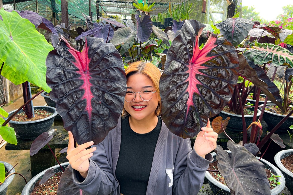 Cô gái An Giang lai tạo giống cây lạ đen - hồng như tên bài hát Blackpink - 1