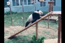 Thư giãn với những khoảnh khắc vui nhộn và hài hước của gấu trúc