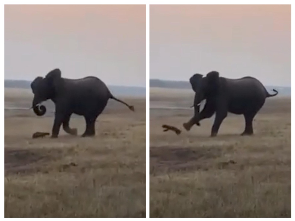 Nổi bật tuần qua: Lửng mật liều lĩnh tấn công voi và cái kết