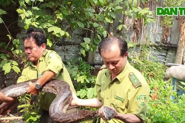 Người dân giao con trăn nặng hơn 30kg cho kiểm lâm