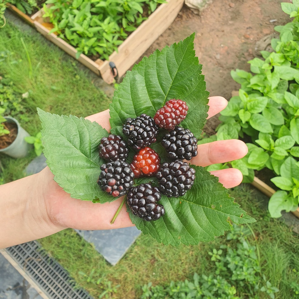 Hai vườn trĩu rau trái, ngát hương hoa hồng của gia đình Hà Nội - 10 Hai vườn trĩu rau trái, ngát hương hoa hồng của gia đình Hà Nội - 10
