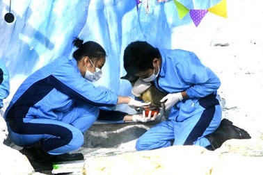 Chú chim cánh cụt đầu tiên được sinh ra tại Việt Nam