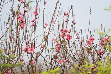 Đào Nhật Tân nở sớm gần 2 tháng trước Tết