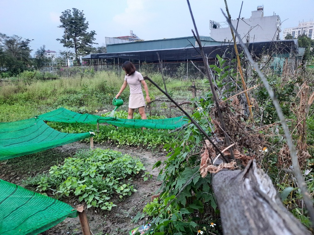 Ám ảnh rau bẩn, người Hà Nội thuê vườn, cải tạo đất hoang trồng rau sạch - 3 Ám ảnh rau bẩn, người Hà Nội thuê vườn, cải tạo đất hoang trồng rau sạch - 3