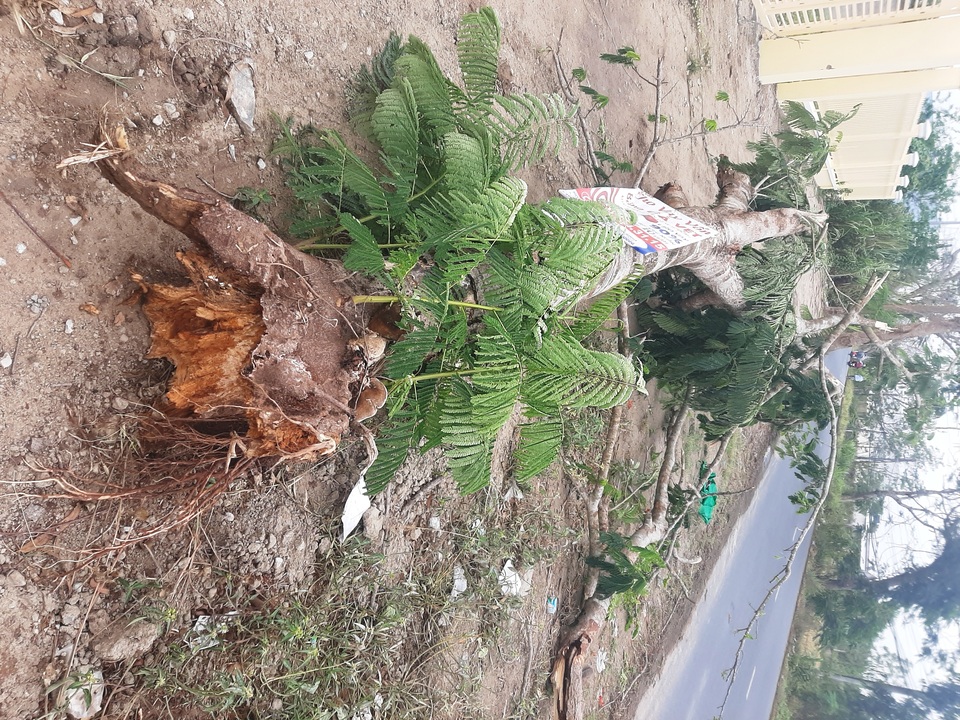 Lãnh đạo công ty đô thị lên tiếng vụ cây phượng đổ đè chết người - 1 Lãnh đạo công ty đô thị lên tiếng vụ cây phượng đổ đè chết người - 1