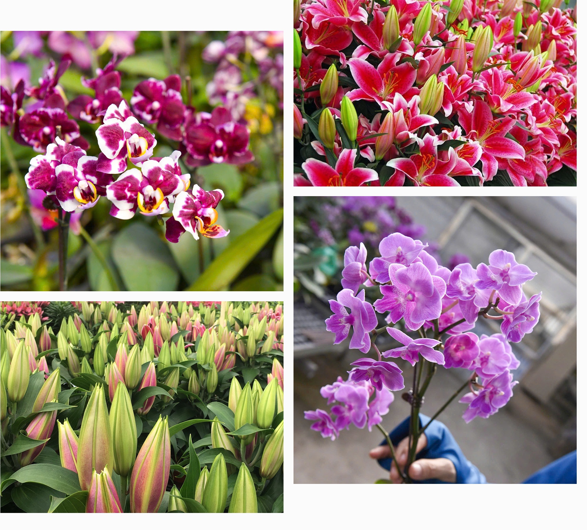 Nửa thế kỷ sau chiến tranh và câu chuyện ngành hoa Việt chạm tới không gian - 19 Nửa thế kỷ sau chiến tranh và câu chuyện ngành hoa Việt chạm tới không gian - 19