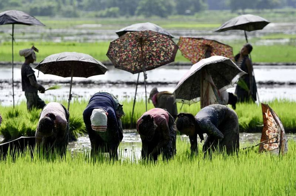 Toàn cầu mua gom tích trữ, giá gạo vọt lên cao nhất 7 năm - 2 Toàn cầu mua gom tích trữ, giá gạo vọt lên cao nhất 7 năm - 2