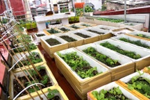 Mê mẩn vườn rau xanh mướt trồng trong thùng xốp của mẹ đảm Hải Phòng